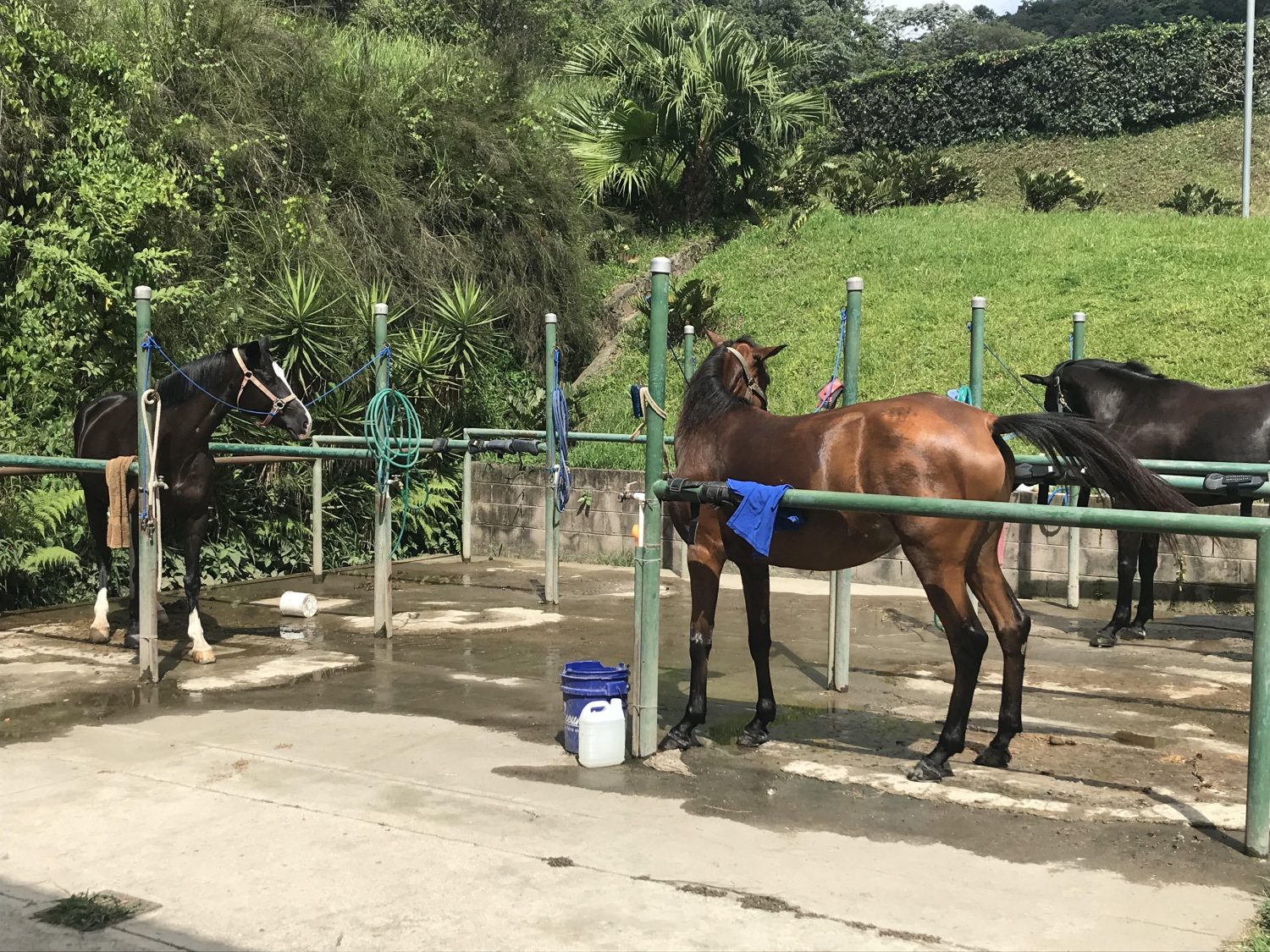 Riding Horses in El Salvador – Equestrian Center Finca San Luis
