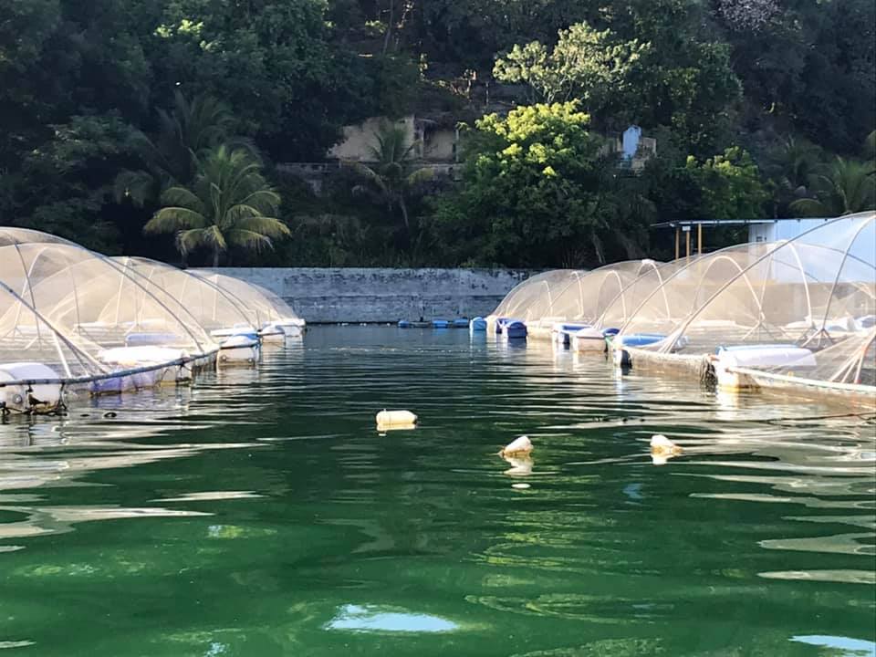 Tilapia fish farms of Ilopango Lake