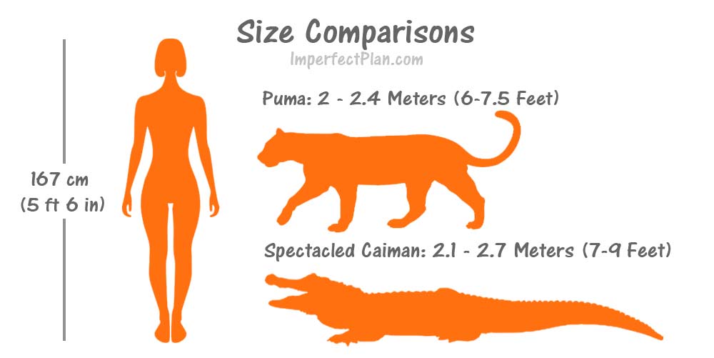 Spectacled Caiman Puma Human Size Compared