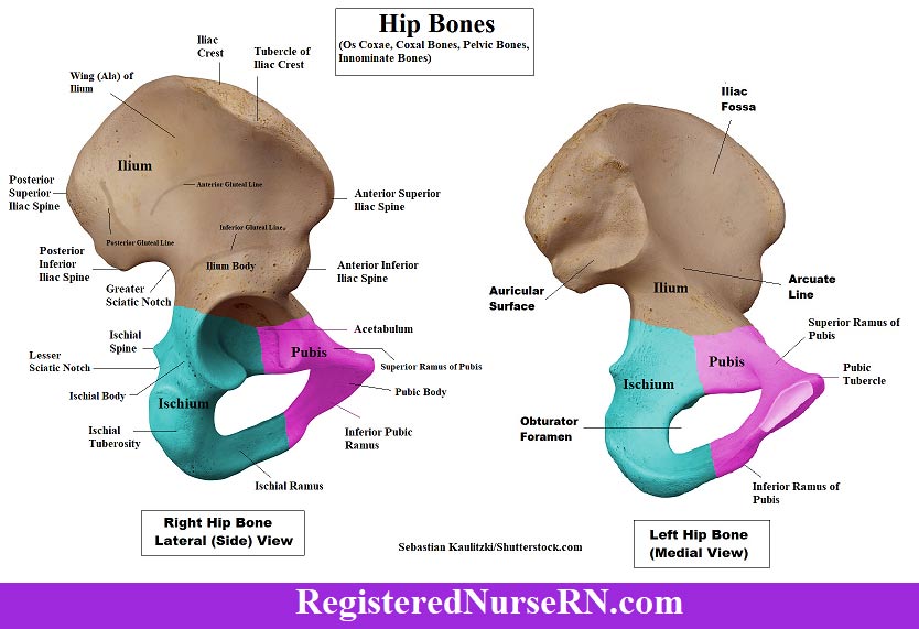 Coxal Bone Anatomy