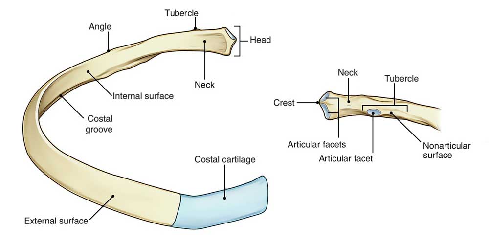 Kris Kremers Rib