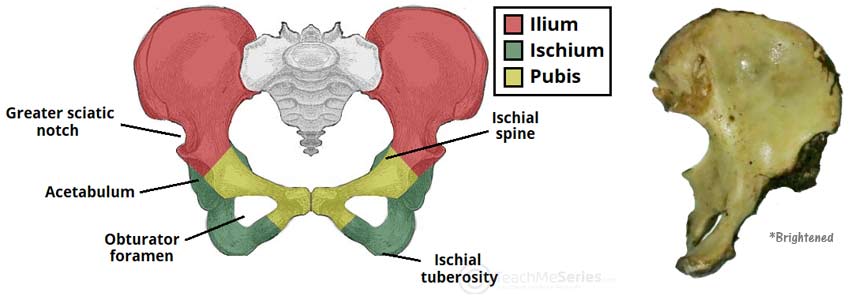 Kris Kremers pelvis hip bone