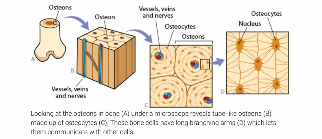 Bone Composition