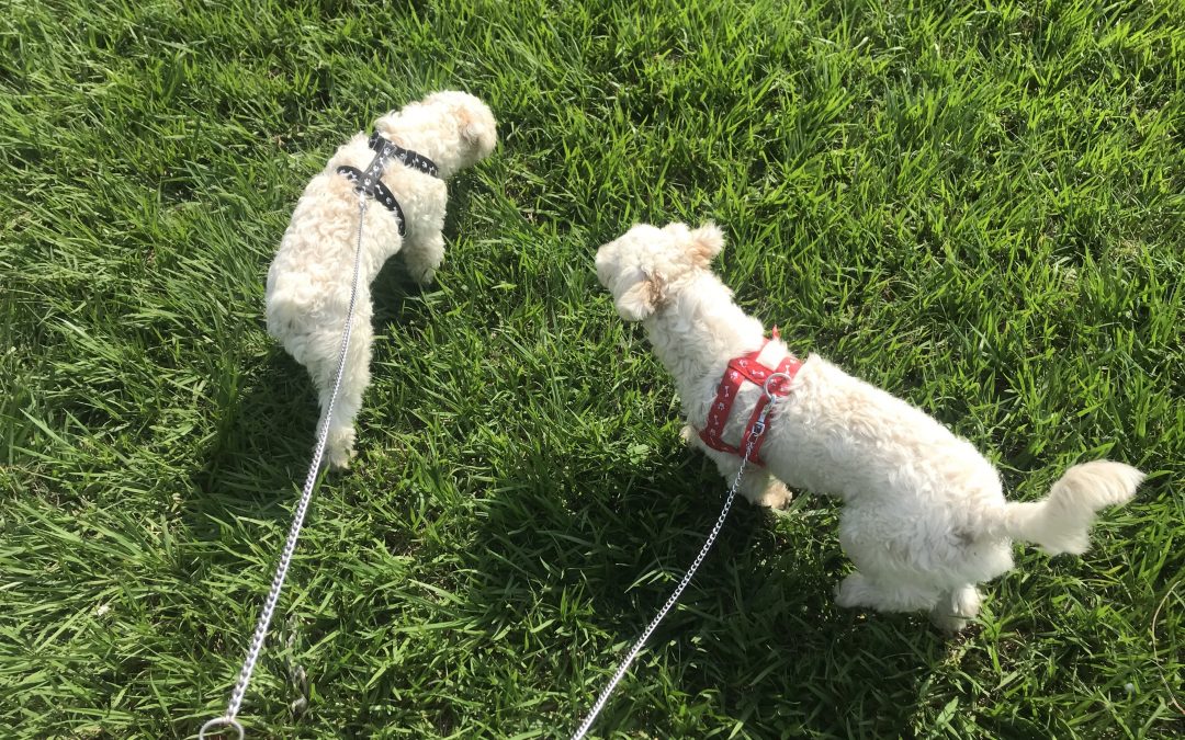 Walking Two White Dogs