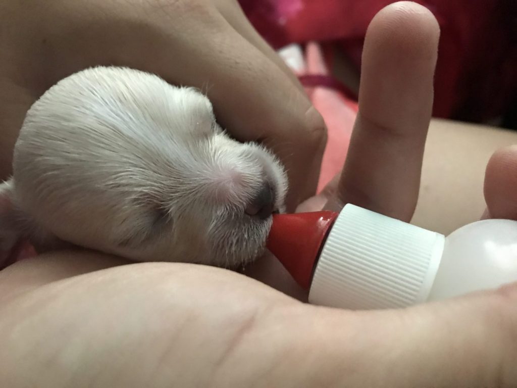 Feeding Baby Puppy Litter Bottle