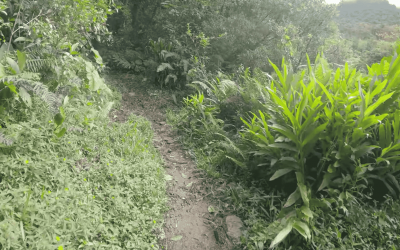 Video Footage: El Pianista Complete Trail Hike